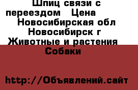 Шпиц связи с переездом › Цена ­ 18 000 - Новосибирская обл., Новосибирск г. Животные и растения » Собаки   